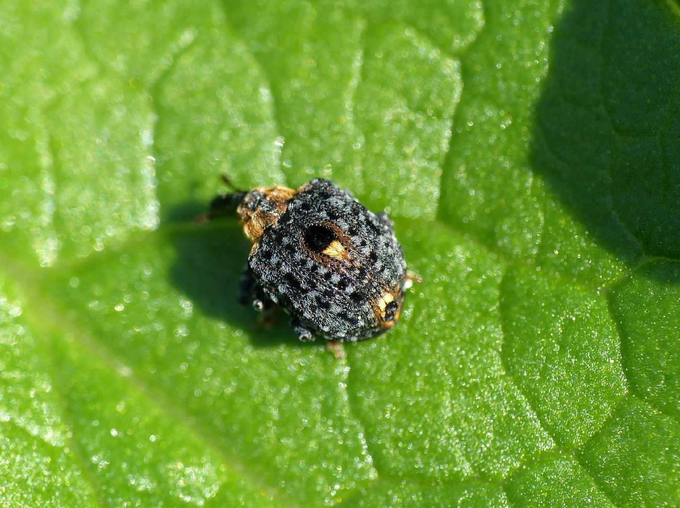 Simpatico Curculionidae vellutato: Cionus tuberculosus